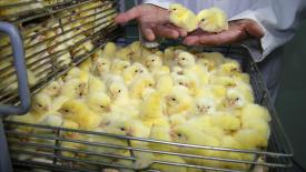 Казанские учёные нашли альтернативу соевым кормам для сельхозптицы